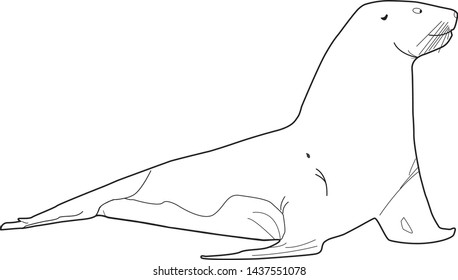 Contour fur seal. Side view. Isolated on white background. Vector graphics. Stock vector illustration. Copy space. There is a place for text. Background.