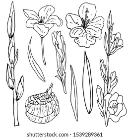 The contour of a gladiolus on a white background is drawn by hand. A collection of coloring books for children and adults. Set of decorative elements.