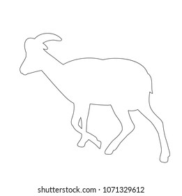 contour gnatine goat