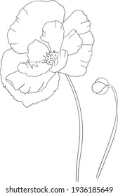 Contour of graceful poppy. Delicate vector flower for your design