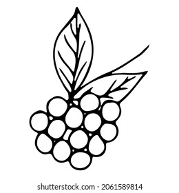 Contour of grapes, hand-drawn vector drawing of fruits