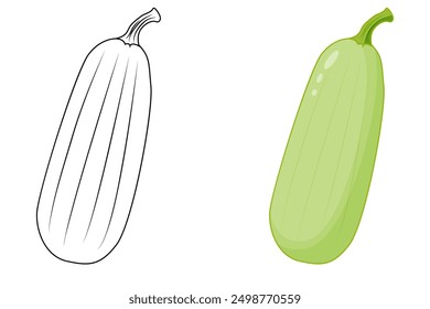 Contour and green courgette. Outline and close-up of green zucchini.