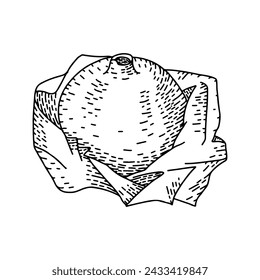 Contour hand drawn engraved pomegranate drawing. Summer food engraved style illustration. Detailed vegetarian sketch. Great for label, poster, print, menu