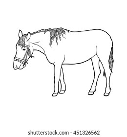 Contour hand drawn horse on white background. Side view. Art vector illustration