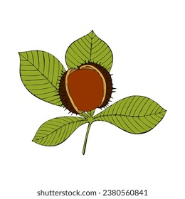 Contour hand drawn sketch of Chestnut, branch with leaves and nut, isolated, white background. Vector illustration