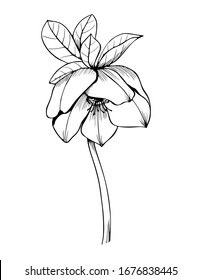 Contour of hellebore. The flower is black and white , isolated on a white background.