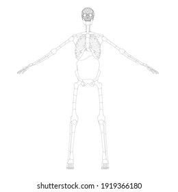 The contour of the human skeleton with raised hands. Front view. Vector illustration