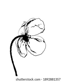 Contour illustration of a blooming poppy. Vector image can be used as a print.