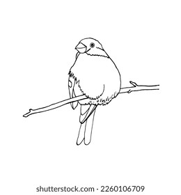 Contour illustration of a bullfinch sitting on a branch. Vector EPS10.