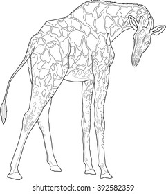 Contour illustration of giraffe