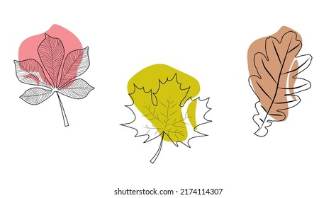contour illustrations of tree leaves maple oak chestnut with colored spots