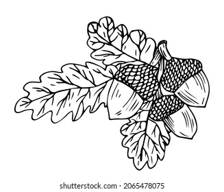 Contour image of an acorn. Doodle-an icon of oak fruits. simple black drawing of plants for stickers, decor, postcards, badges, coloring books, logos. Vector clipart set