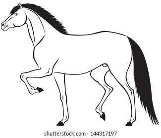 The contour image of a beautiful horse running trot