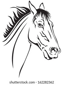 Contour image of a beautiful horses muzzle