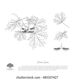 The contour image of a maple branch. Branch, seeds and leaves of maple. Vector illustration