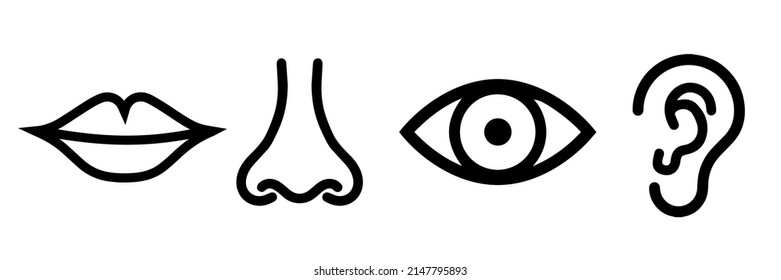 Contour Image Nose Eyes Mouth Ear Stock Vector (Royalty Free ...