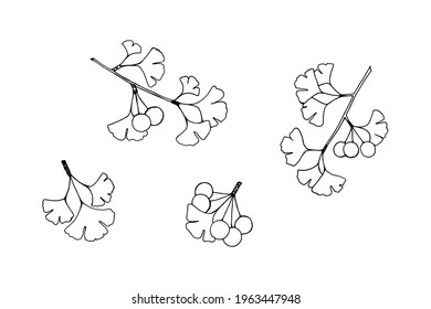 Contour image set of elements leaves, branches, berries of ginkgo biloba plant. Isolated objects on white background.  Vector illustration template for different design.