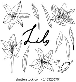 The contour of a lilian on a white background is drawn by hand. A collection of coloring books for children and adults. Set of decorative elements.Lettering.