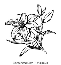 Contour Lily Flower. Isolated Black Outline on white Background. Vector Illustration for Your Design.