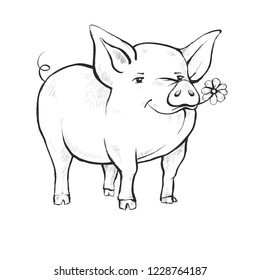 Contour Line Drawing. Coloring for kids. A pig is standing. Cute funny animal eating chamomile flower. Hand-drawn. Cartoon.