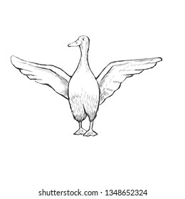 Contour Line Drawing. Coloring for kids. A proud goose stands with outstretched wings.