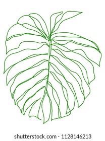 contour line drawing of
Giant Philodendron Monstera Leaf Green
Hand drawn vector illustrations