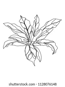contour line drawing of
Natural Home Decoration
Hand drawn vector illustrations