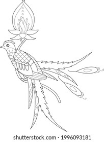 Ilustración lineal de contorno para libro de coloreado. Hermoso ave tropical exótica, foto anti estrés. Diseño de líneas de arte para adultos o niños en estilo zentangle y página de coloreo.