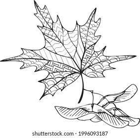 Contour linear illustration for coloring book. Detailed maple leaf,  anti stress picture. Line art design for adult or kids  in zentangle style and coloring page.