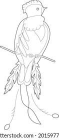 Contour linear illustration for coloring book with paradise bird. Beautiful tropical exotic bird,  anti stress picture. Line art design for adult or kids  in zentangle style and coloring page.