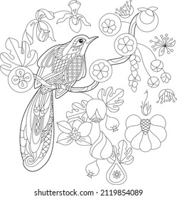 Contour linear illustration for coloring book with paradise bird in flowers. Tropic bird, anti stress picture. Line art design for adult or kids in zen-tangle style, tattoo and coloring page.