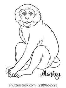 Contour monkey sketch with hand lettering. Line art vector illustration of monkey. Chinese Zodiac animals concept
