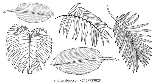 Kontur von Monstera, Bananenblätter, Palmzweige isoliert auf weißem Hintergrund. Handgezeichnete tropische Blätter können zum Färben von Seiten, Buchpublikationen und zur Mustererstellung verwendet werden.