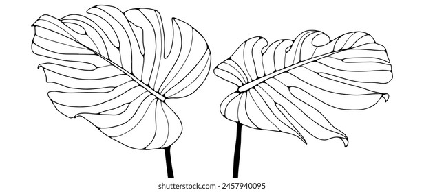 Contour of monstera leaves isolated on white background. Hand-drawn tropical leaves can be used for coloring pages, book publications, and pattern creation.