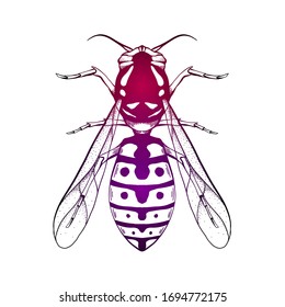 Contour neon sketch of a wasp with a top view on a white background. Flying insect. Vector outline object for stickers, badges, articles, tattos and your creativity.