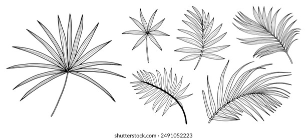 Contour of palm branches of different types isolated on a white background. Tropical hand drawn vector illustration