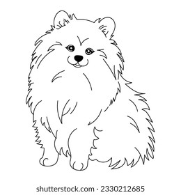 contour pomeranian german spitz dog vector graphics