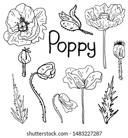 The contour of a poppies on a white background is drawn by hand. A collection of coloring books for children and adults. Set of decorative elements.Lettering.