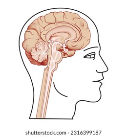 Perfil de contorno de un hombre con un cerebro en una sección de perfil. Afiche médico. Ilustración del vector