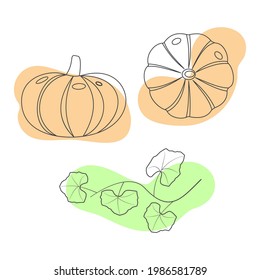 Contour pumpkin. Vector linear image on a white background.