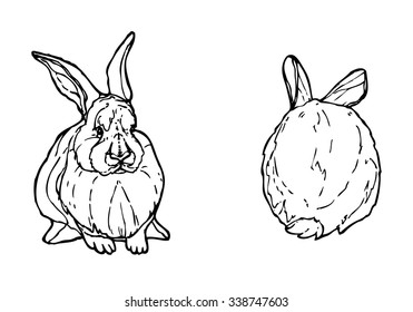 Contour rabbit ink drawing. Front and back view of sitting hare. Vector bunny