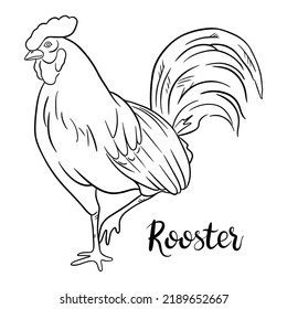 Contour rooster sketch with hand lettering. Line art vector illustration of male chicken. Chinese Zodiac animals concept