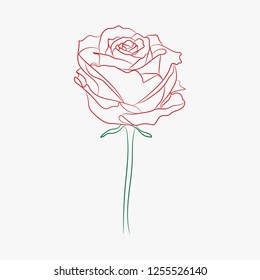 contour rose on white background