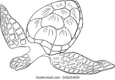 Contour sea turtle isolated background