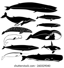 581 Killer whale drawing outline Stock Illustrations, Images & Vectors ...