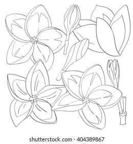 Contour set of flowers Frangipani (Plumeria). Hawaii, Bali (Indonesia), Shri-Lanka tropical necklace flowers. Vector illustration
