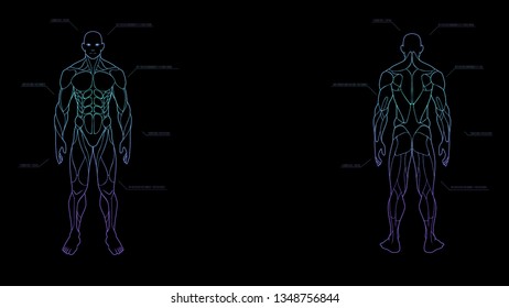contour shape human body anatomy neon hologram projected at black background , sci fi interface design element , vector illustration