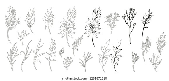 Contour, silhouette Leaves, branches on white background, isolated. Vector illustration. Set of painted decorative different branches and leaves for design, print, fabric, decoration.