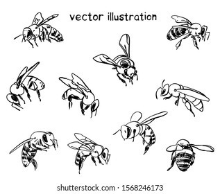 Contour sketch of bees. Vector set for design