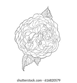 Contour sketch image of Austin rose flower isolated on white background. Hand drawn watercolor drawing. Can be used for coloring book.  Botanical vector illustration.